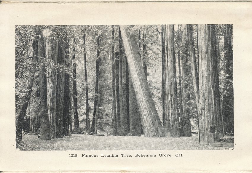 1219 Famous leaning tree, Bohemian Grove, Cal.