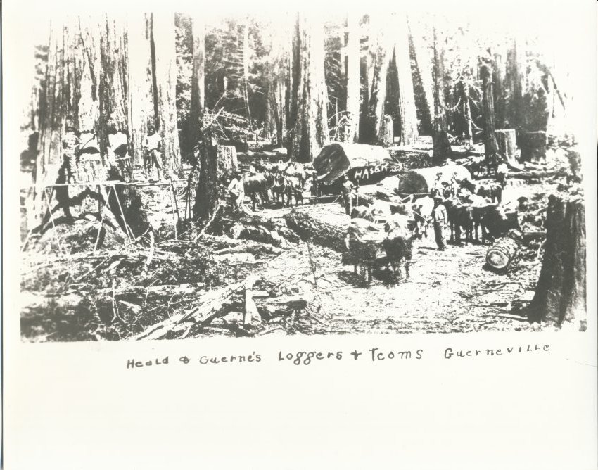 Guerneville  —  Heald & Guerne, Loggers & Teams