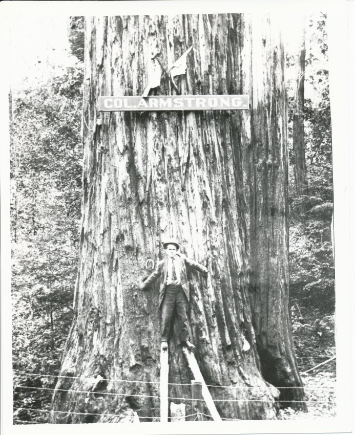 Guerneville — Col. Armstrong Tree.